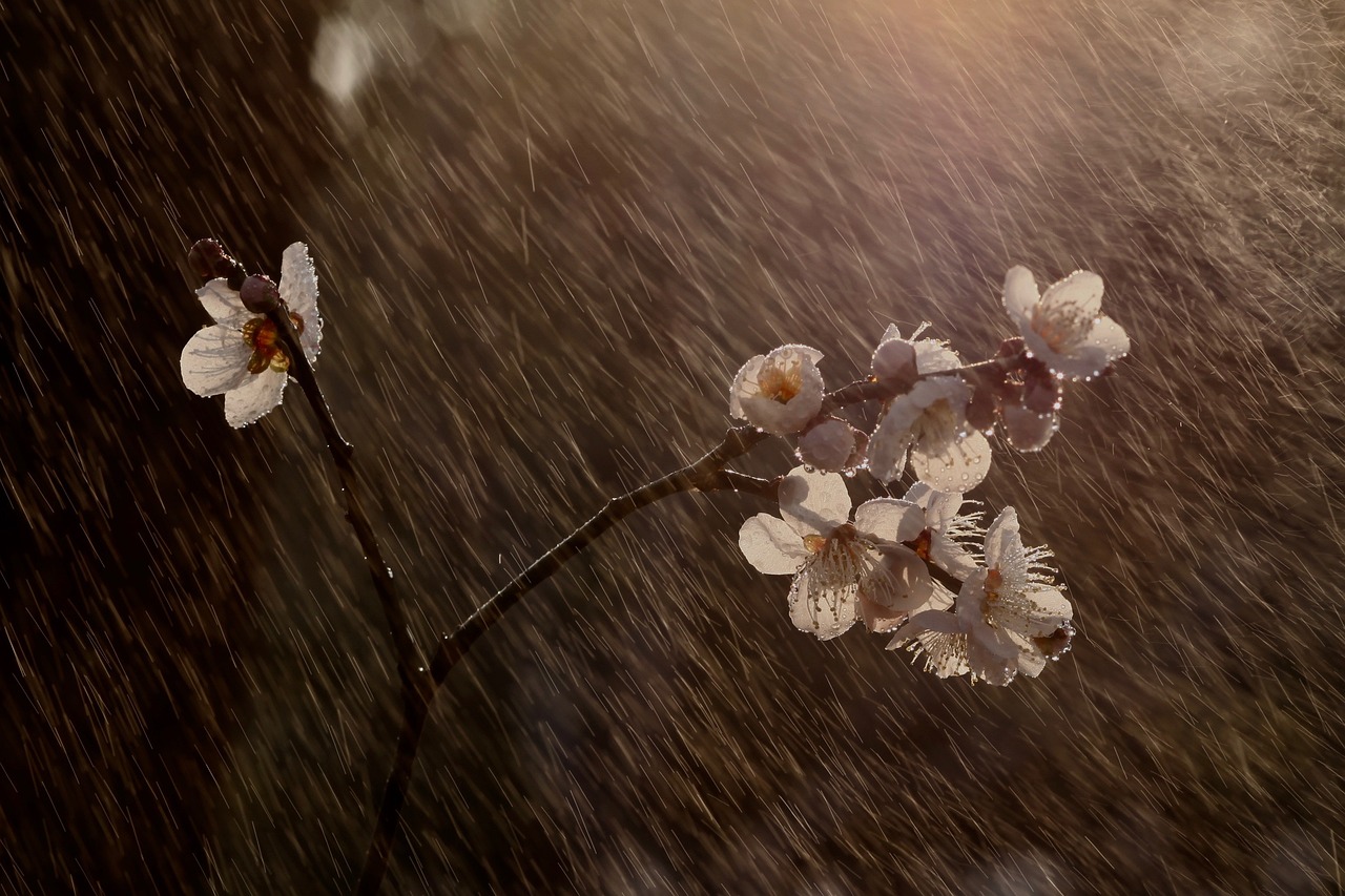 Rain meditation environment for beginners